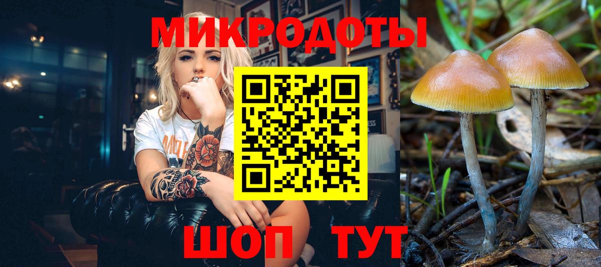 Галлюциногенные грибы Psilocybine cubensis Черкесск